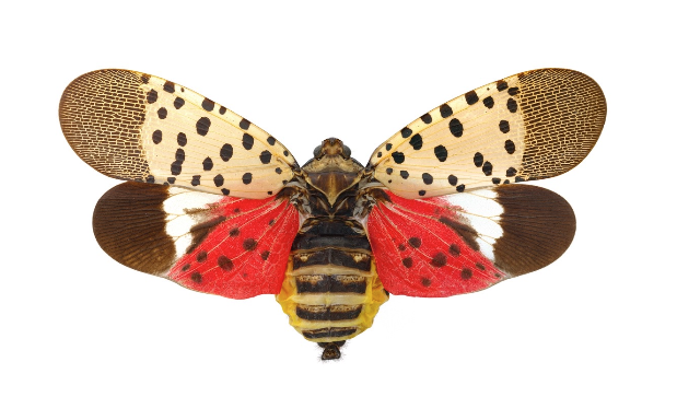 Adult female spotted lanternfly with wings spread.