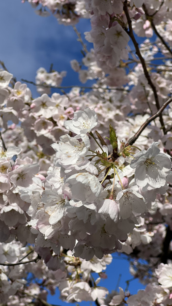 Cherry blossoms in Portland