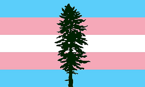 Image Shows silhouette of Douglas Fir tree with the Trans flag in the background.