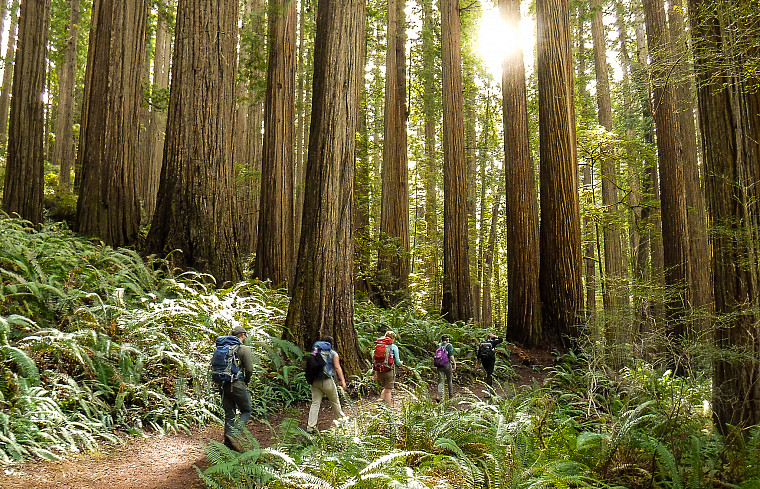 Students hike through trees and ferns at Redwoods National Park