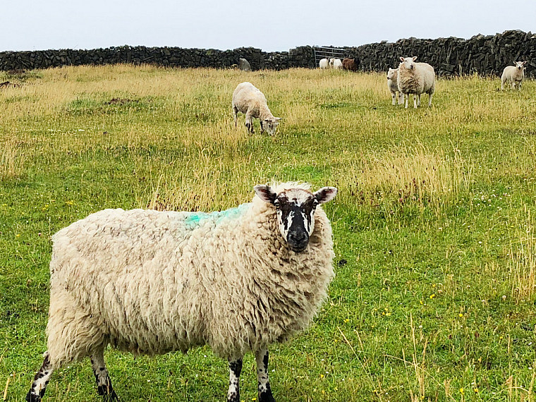 This is a sheep. Not the sheep that I saw, but still a sheep. 