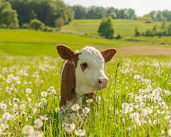 Portrait of little calf on grass field