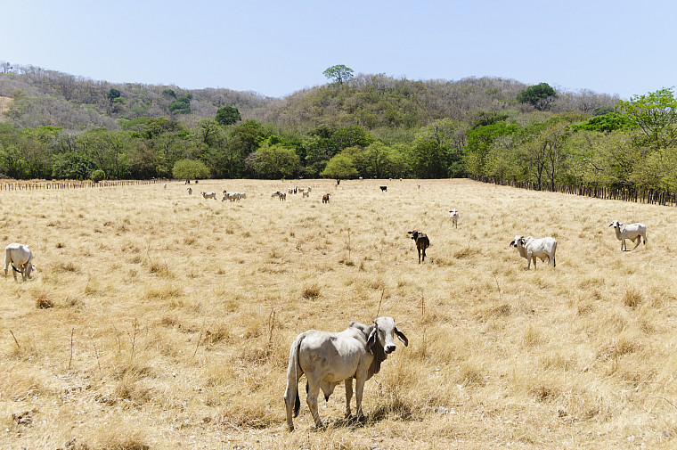 Herd of young brahman cattle in a field during the dry season in Guancaste, Costa Rica. These cattle are very typical for this region.