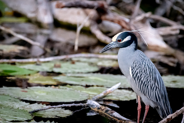Beautiful yellow crowned night heron (Nyctanassa violacea) perched on a branch in a wetland full of water lilies. Photograph taken in the...
