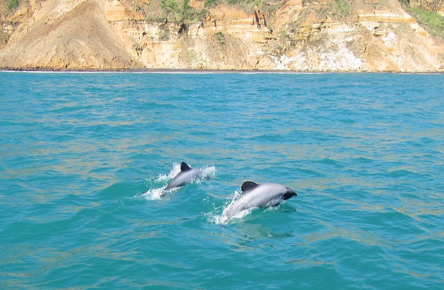    Maui dolphins 