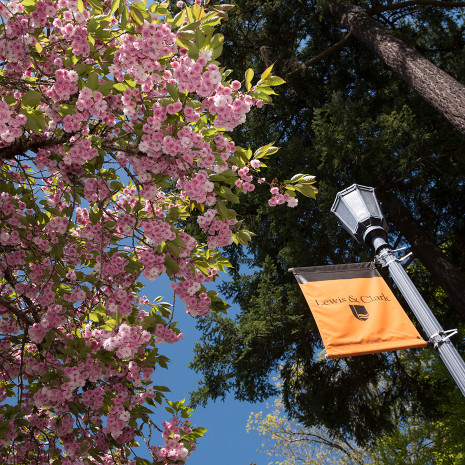 Lamp post with L&C sign near a tree with pink flowers in bloom.