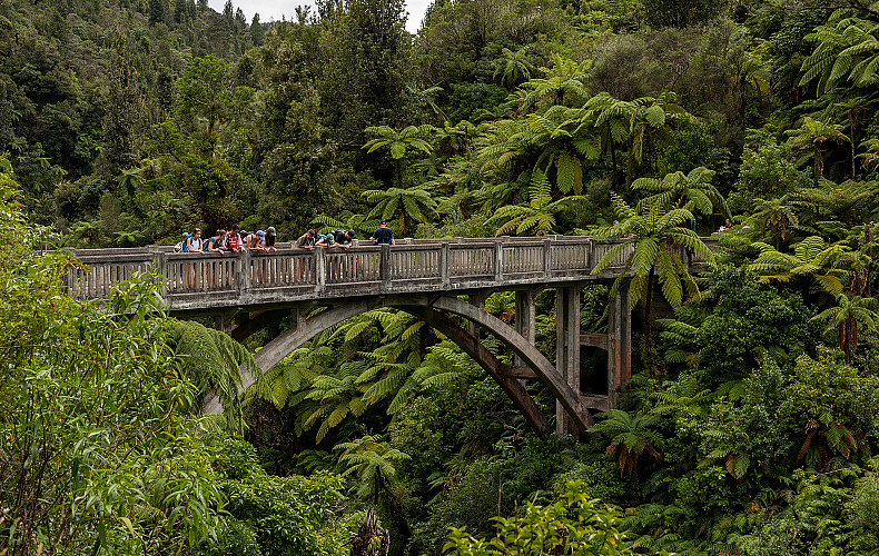 Students on a bridge surrounded by green trees.