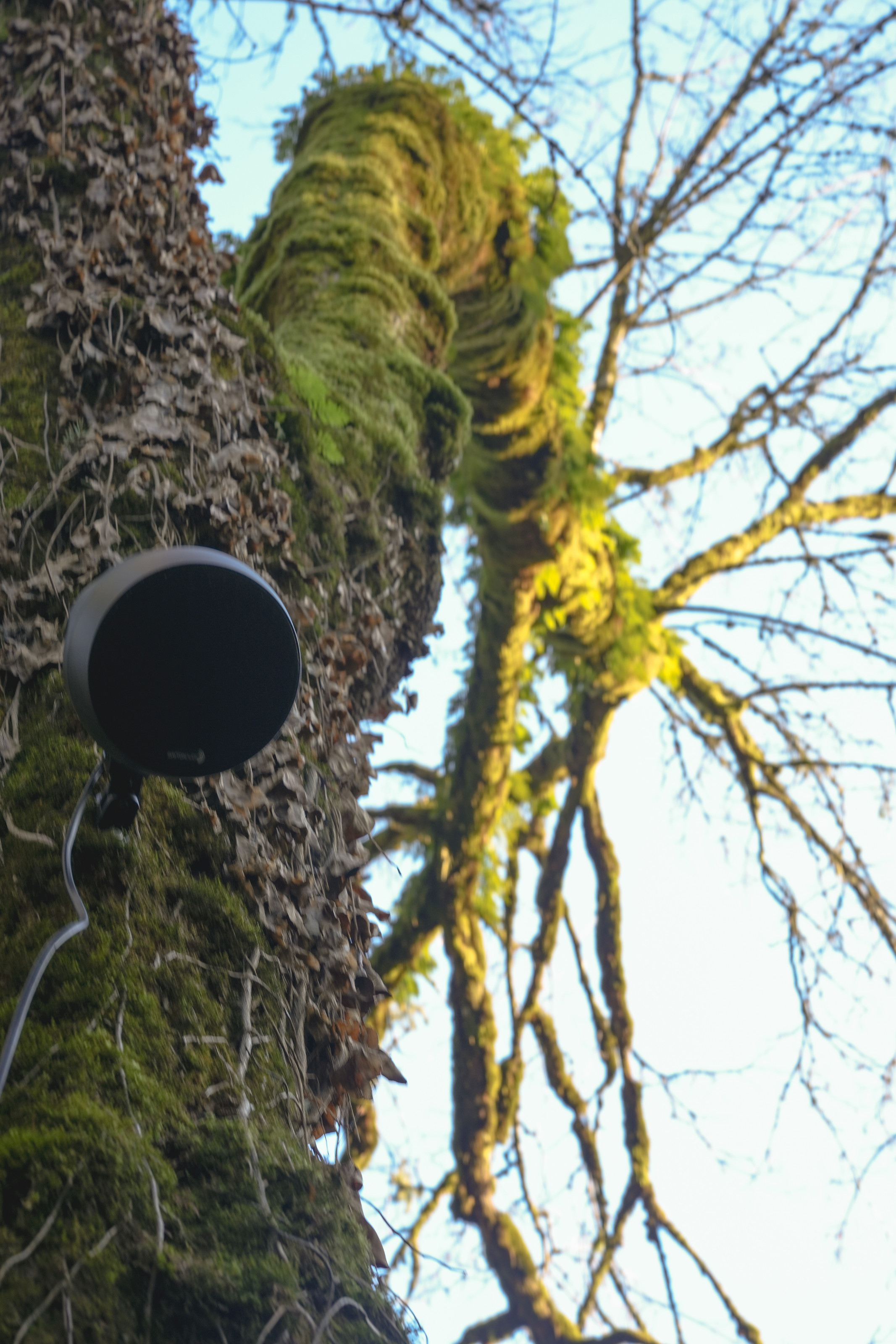 A speaker attached to a tree trunk.