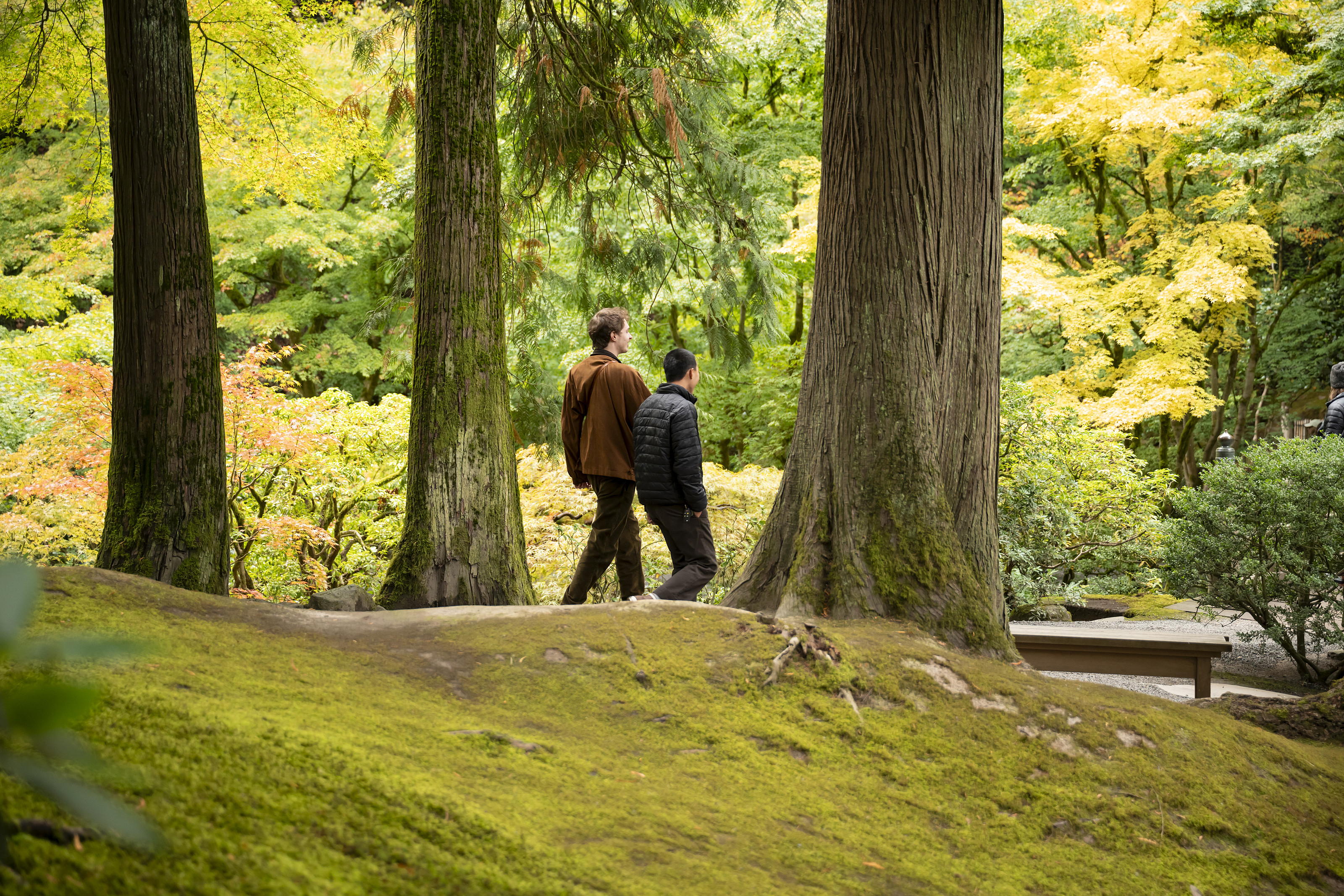 Students walking in the Japanese Garden surrounded by green trees and moss.