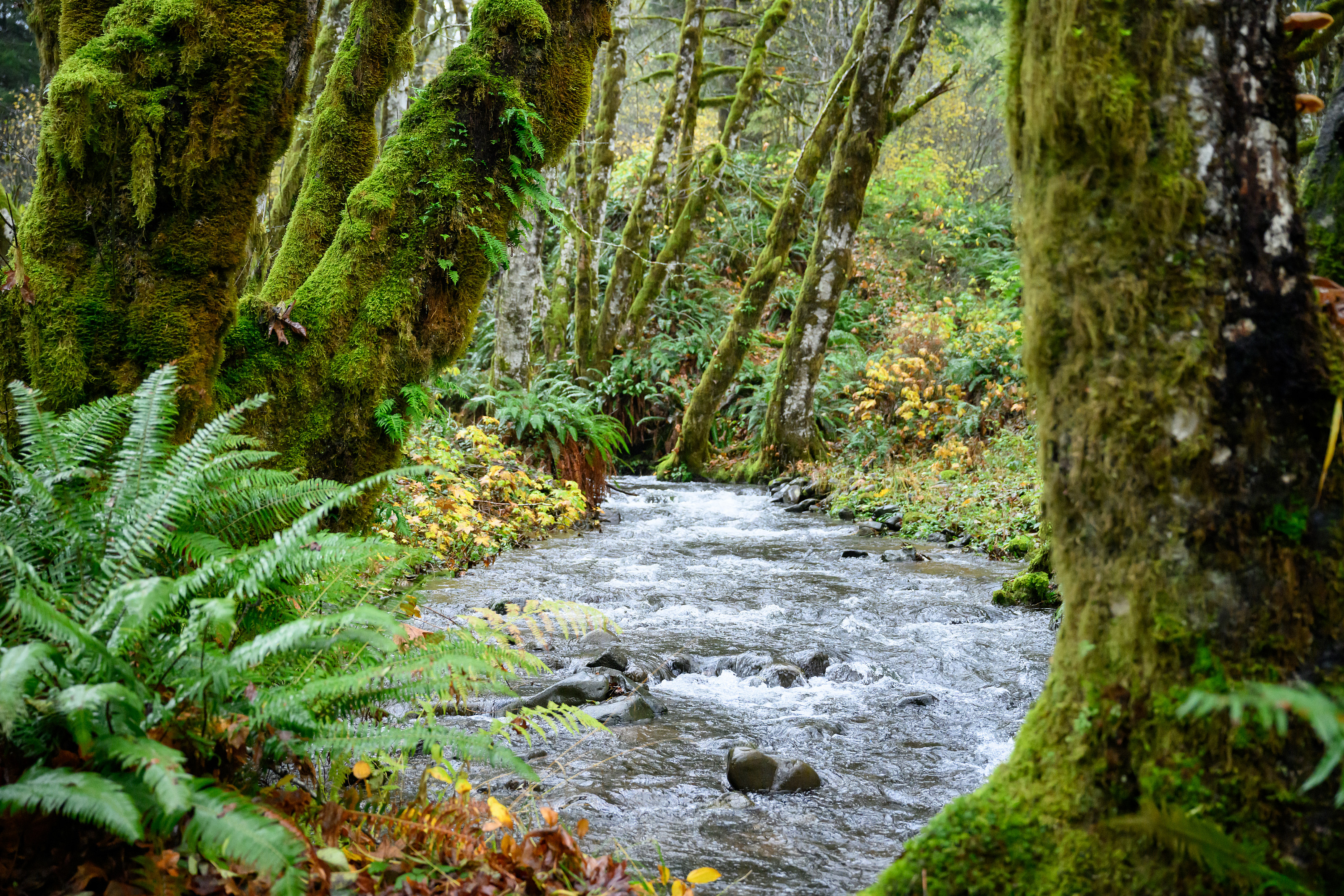 The beauty of the Pacific Northwest knows no bounds.