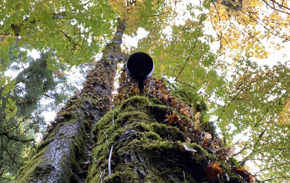 A speaker attached to the trunk of a tree.