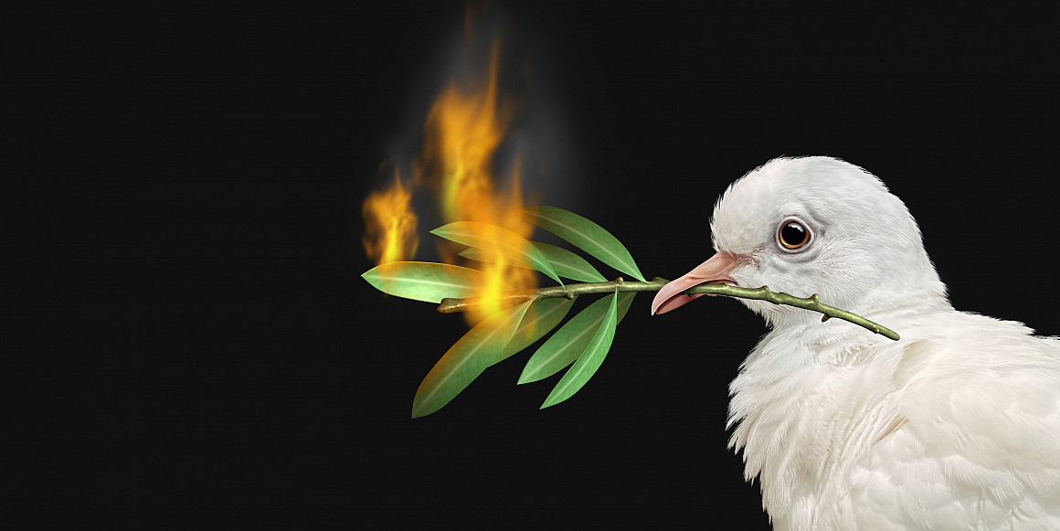 Peace crisis concept with a white dove and a burning olive branch as a symbol of the challenges of war fighting and revolution.