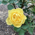 Rose Garden Restoration Club