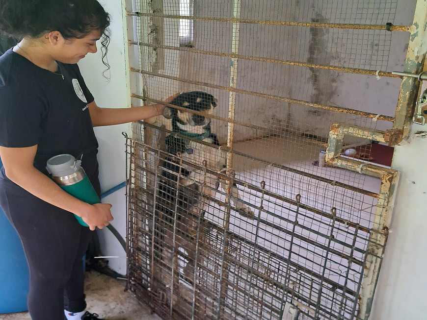 Students volunteered at Luquillo Safe Haven, a dog shelter in Puerto Rico.
