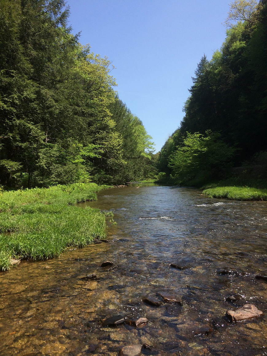 Allegheny National Forest. Photo by Ryan Talbott